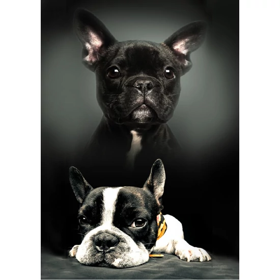 Bulldog mintás polár takaró